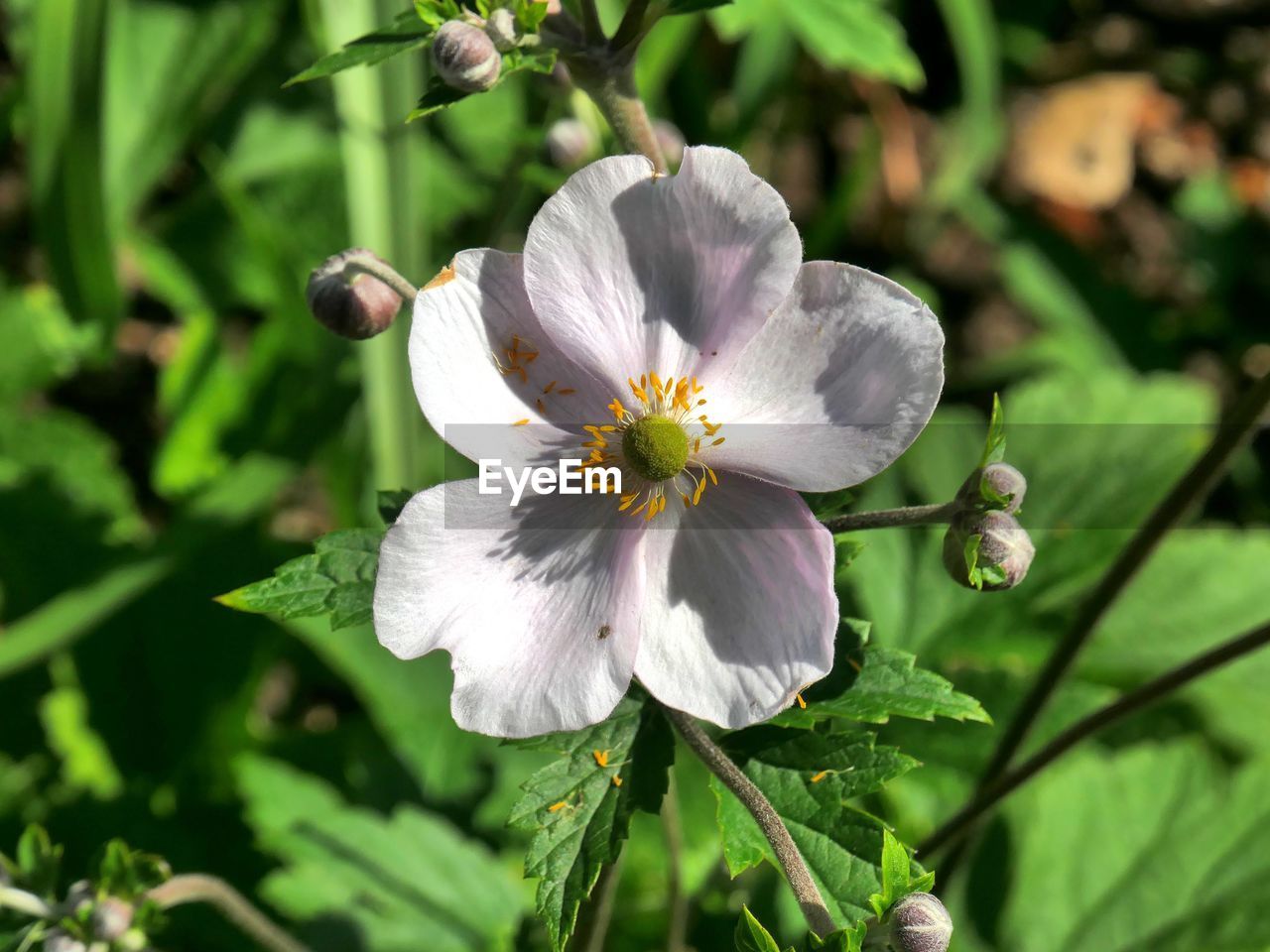 Close-up of white flowering plant