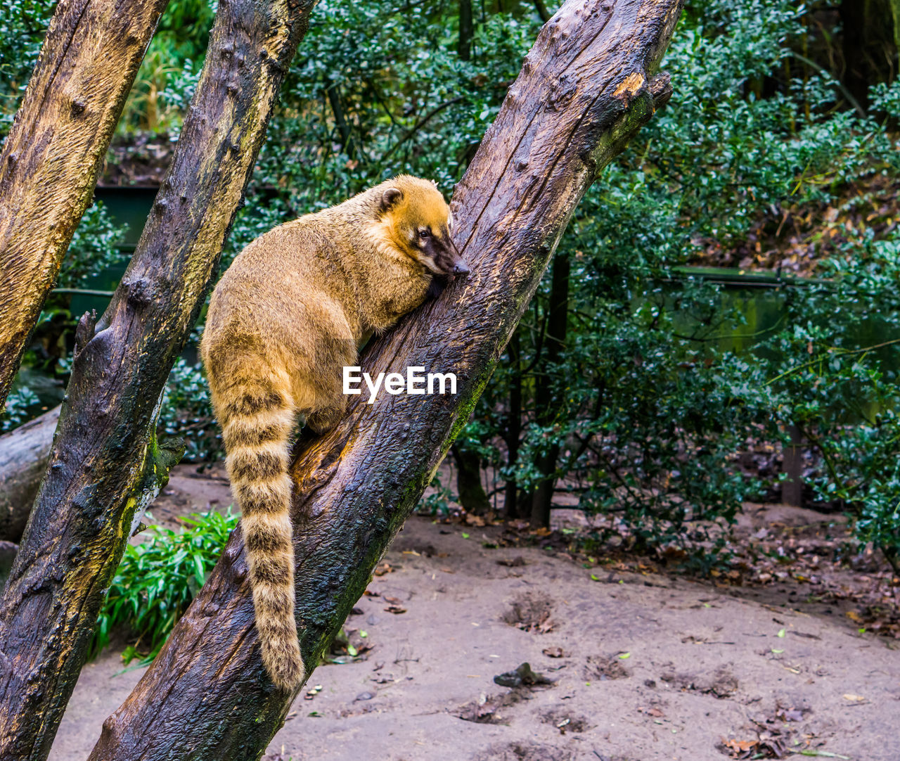 CAT IN FOREST