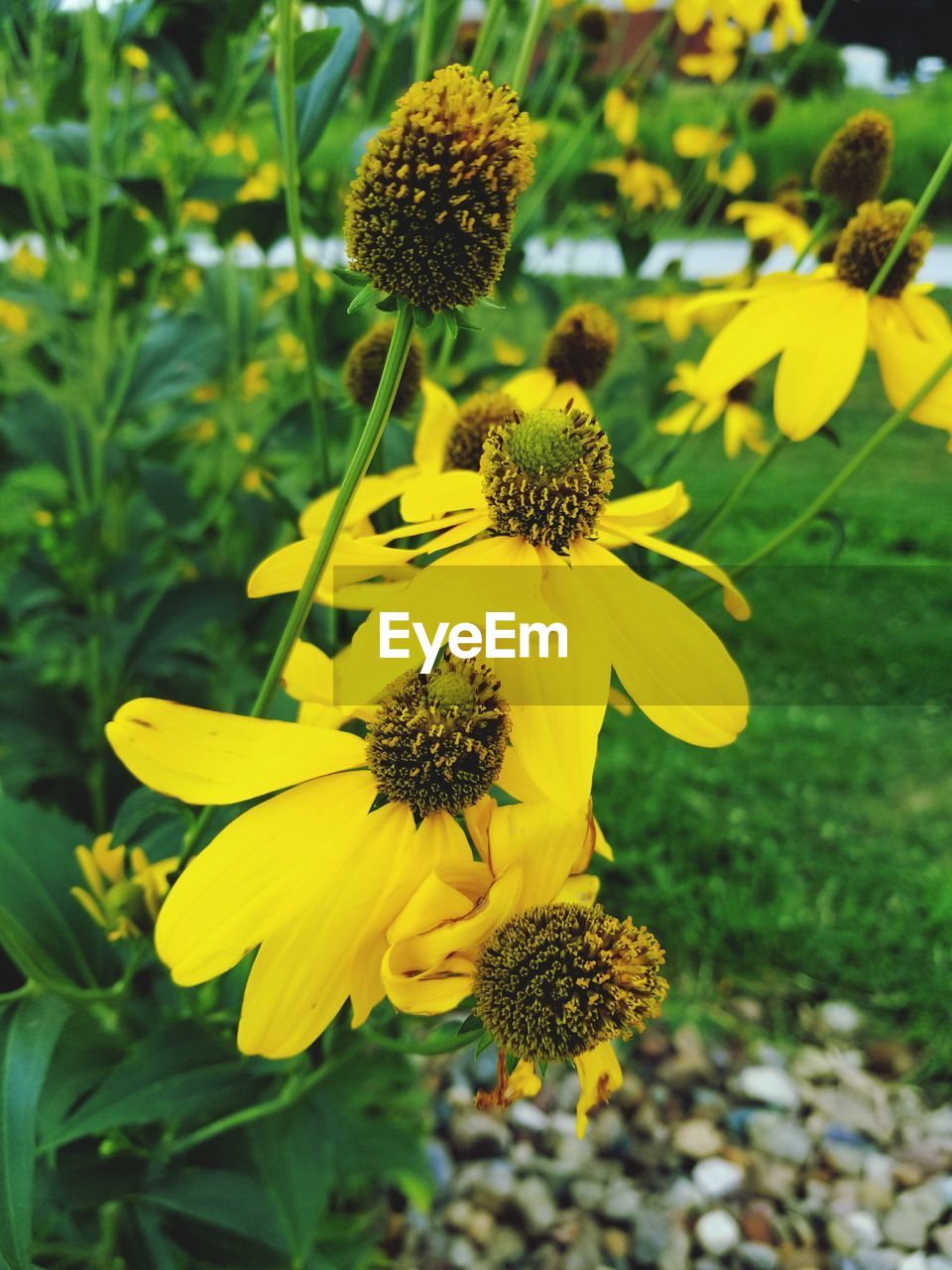 CLOSE-UP OF YELLOW FLOWERS BLOOMING