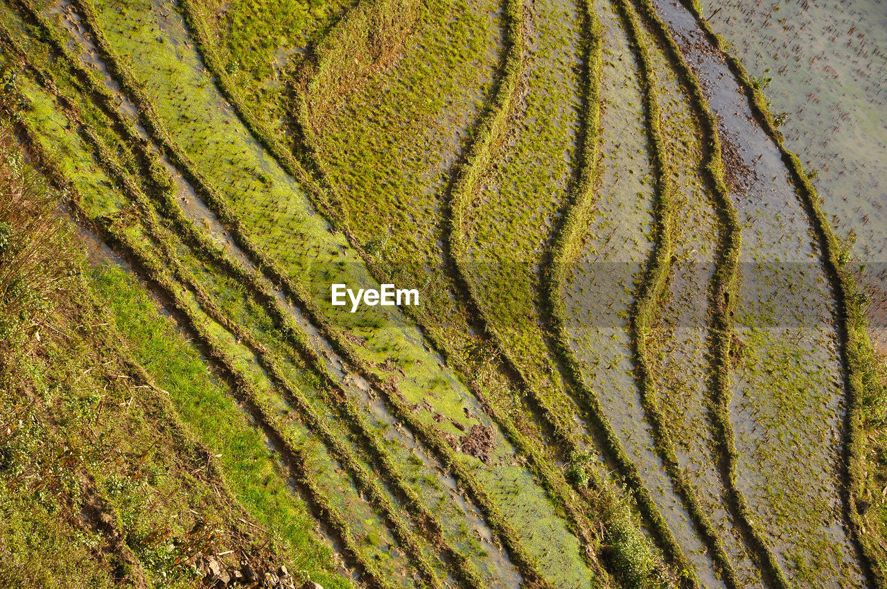 High angle view of rice terraced field during sunny day
