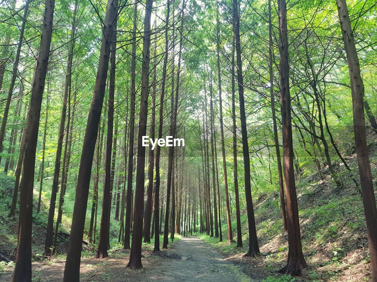 View of bamboo trees in forest