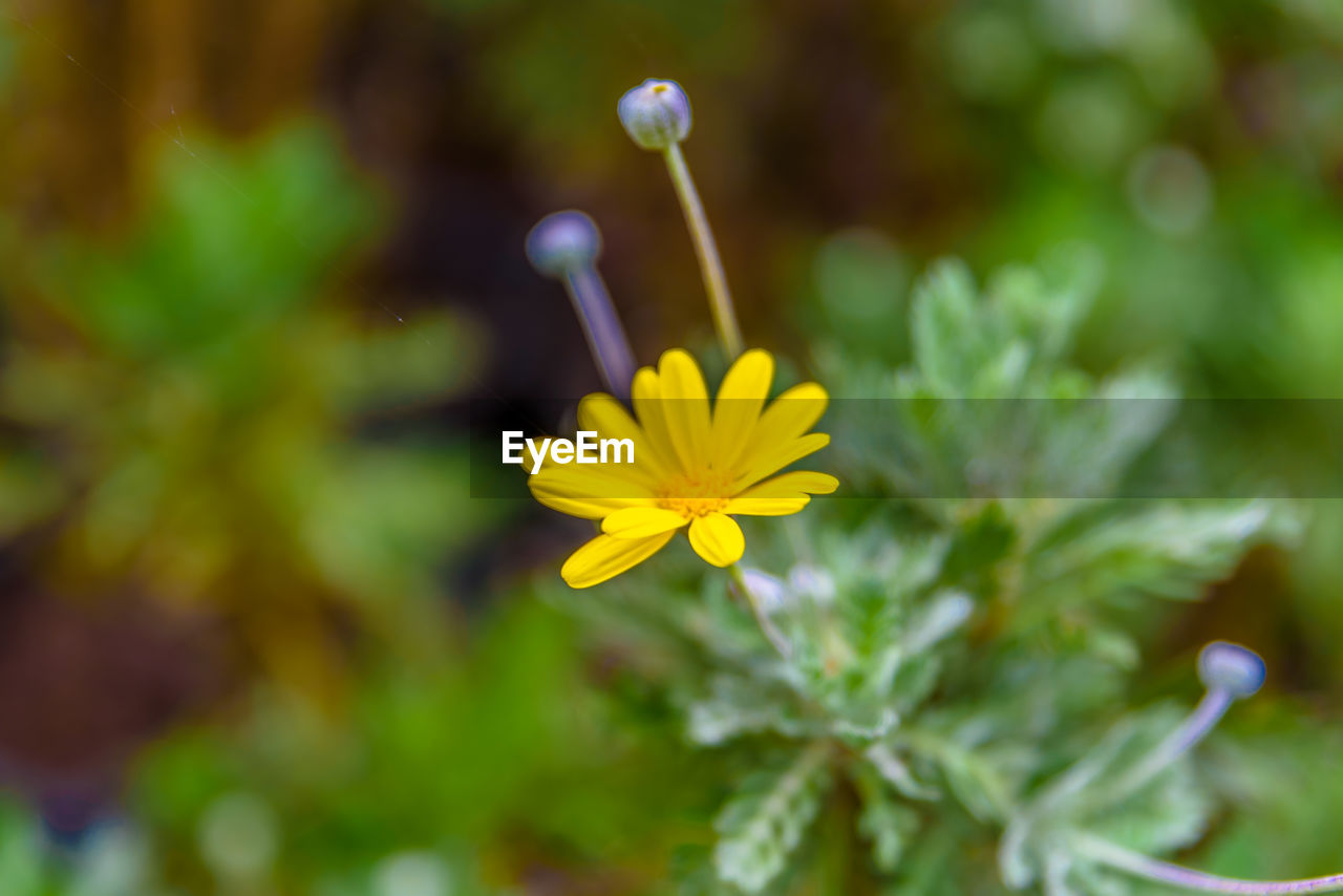 CLOSE-UP OF YELLOW FLOWER AGAINST BLURRED BACKGROUND