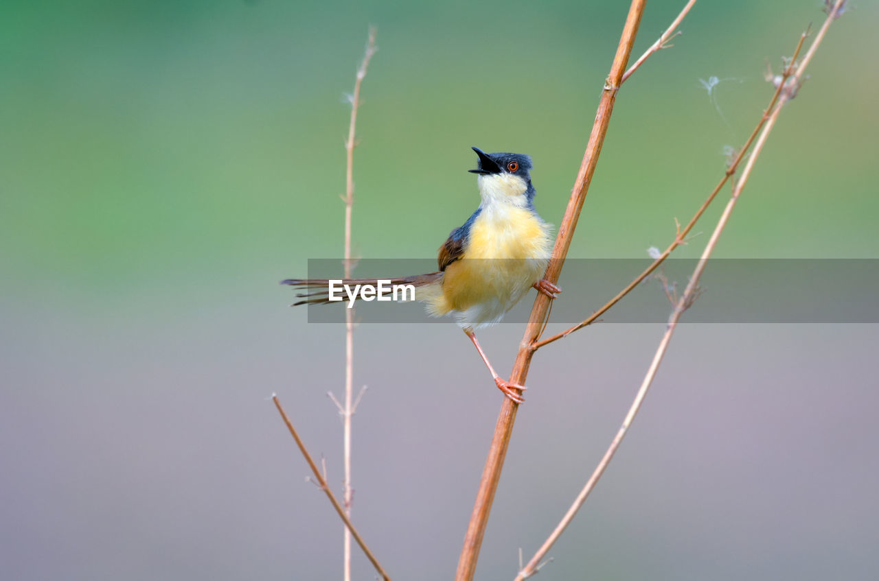 BIRD PERCHING ON BRANCH