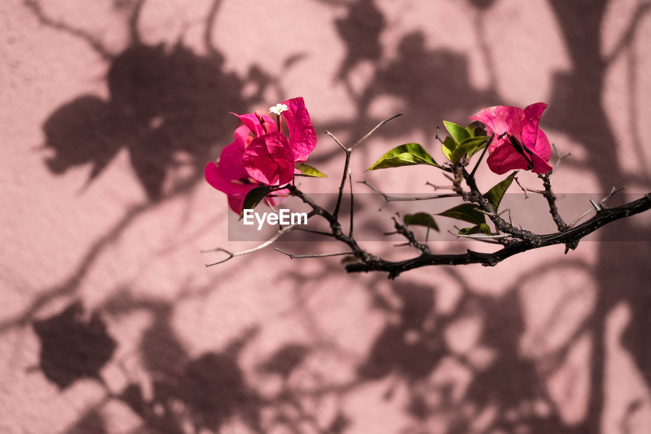 Close-up of pink bougainvillea flowers