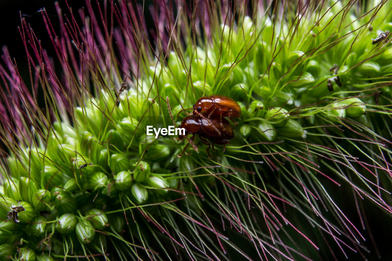 CLOSE-UP OF INSECT ON PLANT