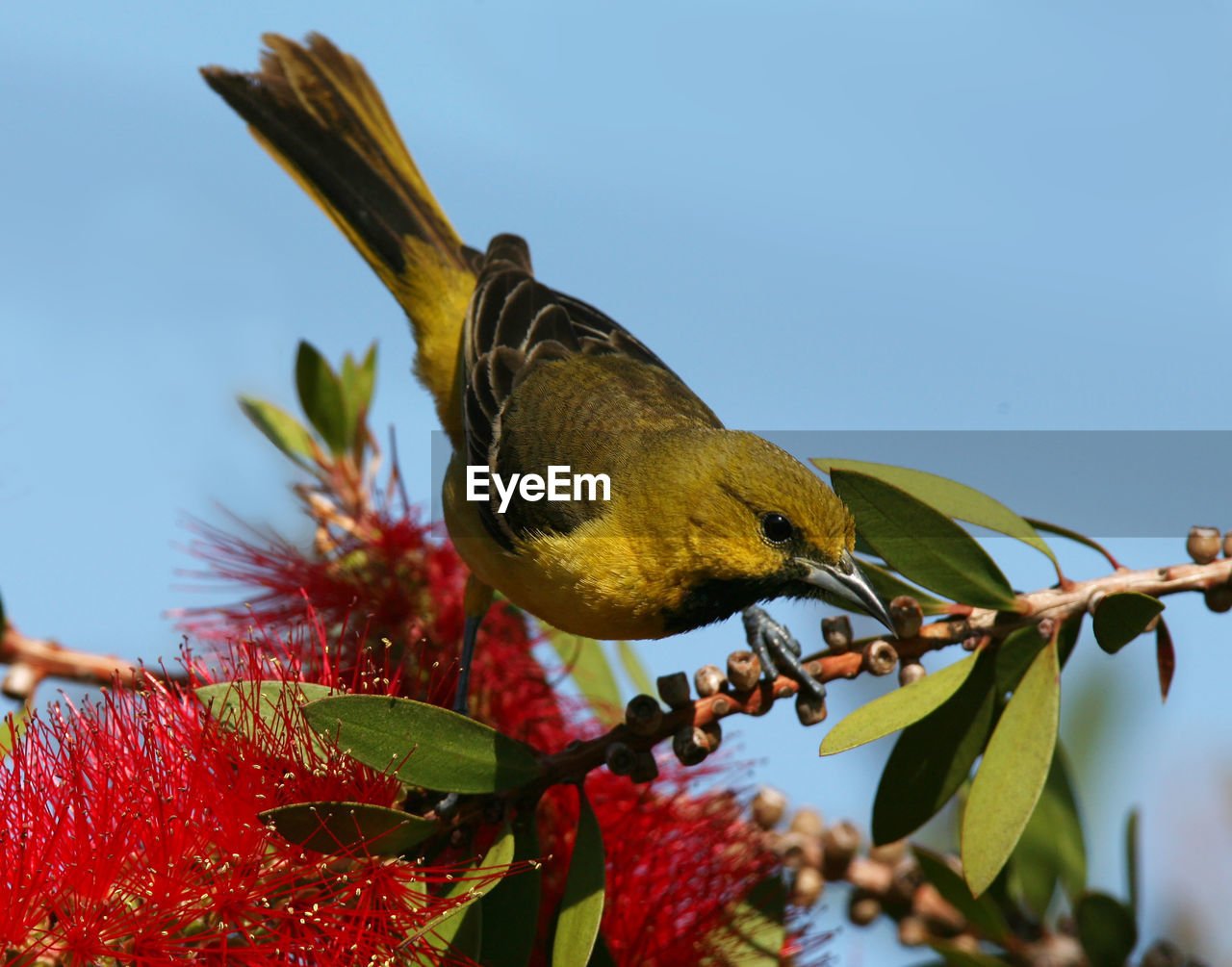 CLOSE-UP OF BIRD PERCHING ON A PLANT