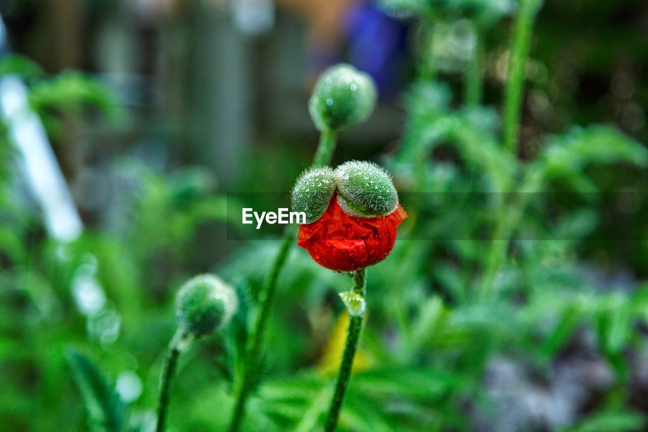 CLOSE-UP OF RED POPPY BUD GROWING IN GARDEN