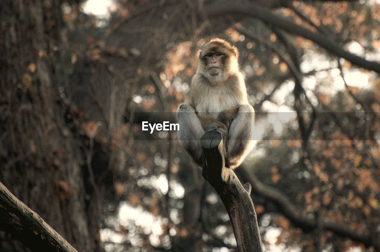 Monkey sitting on branch at tiergarten schonbrunn