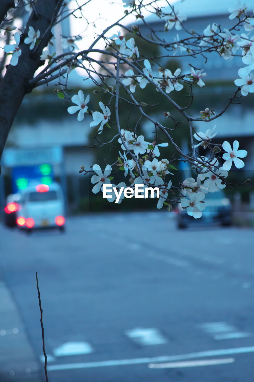 VIEW OF CHERRY BLOSSOM FROM TREE