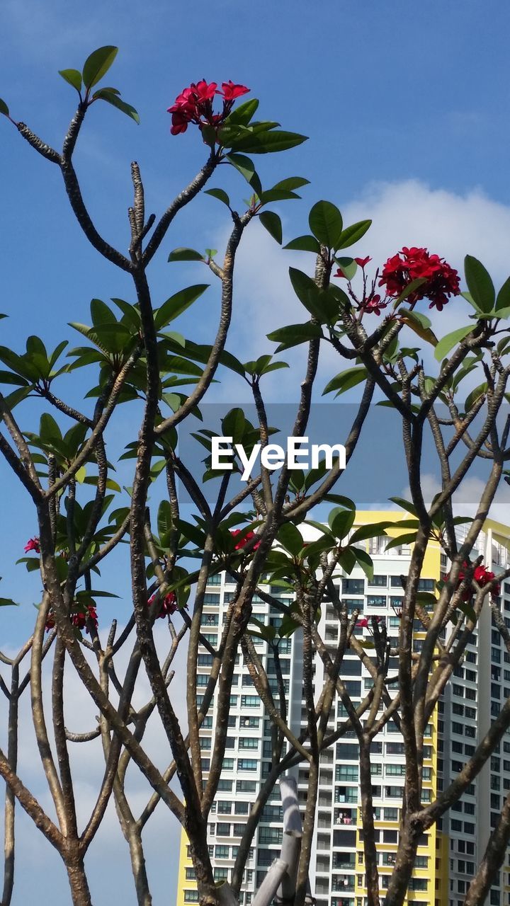 LOW ANGLE VIEW OF TREES AGAINST SKY