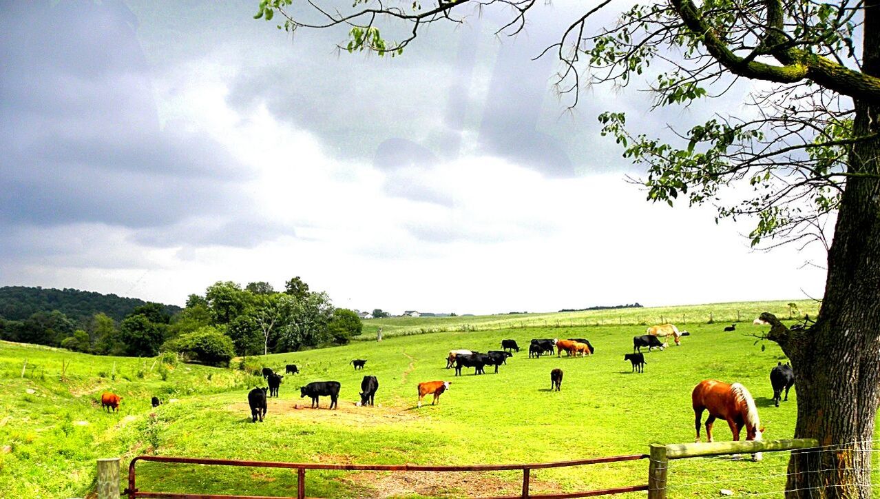 SHEEP GRAZING ON GRASSY FIELD AGAINST CLOUDY SKY