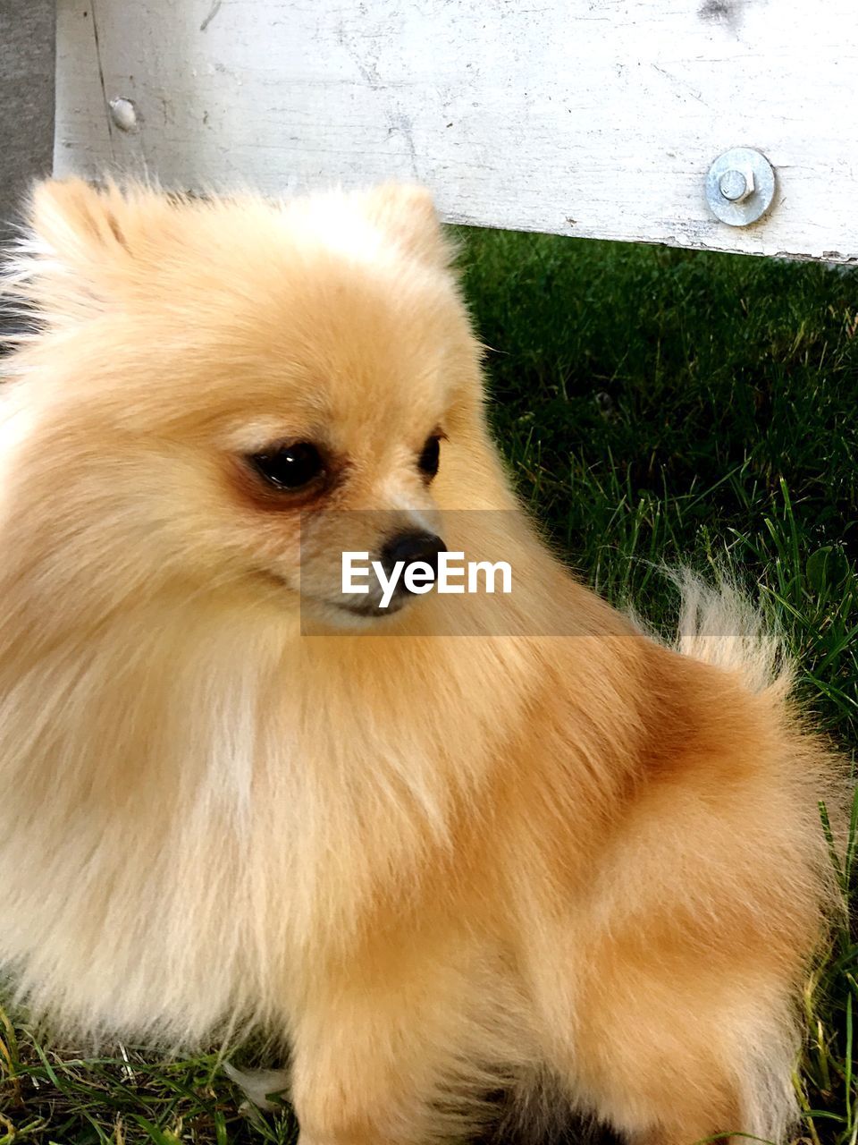 CLOSE-UP OF A DOG LOOKING AT CAMERA