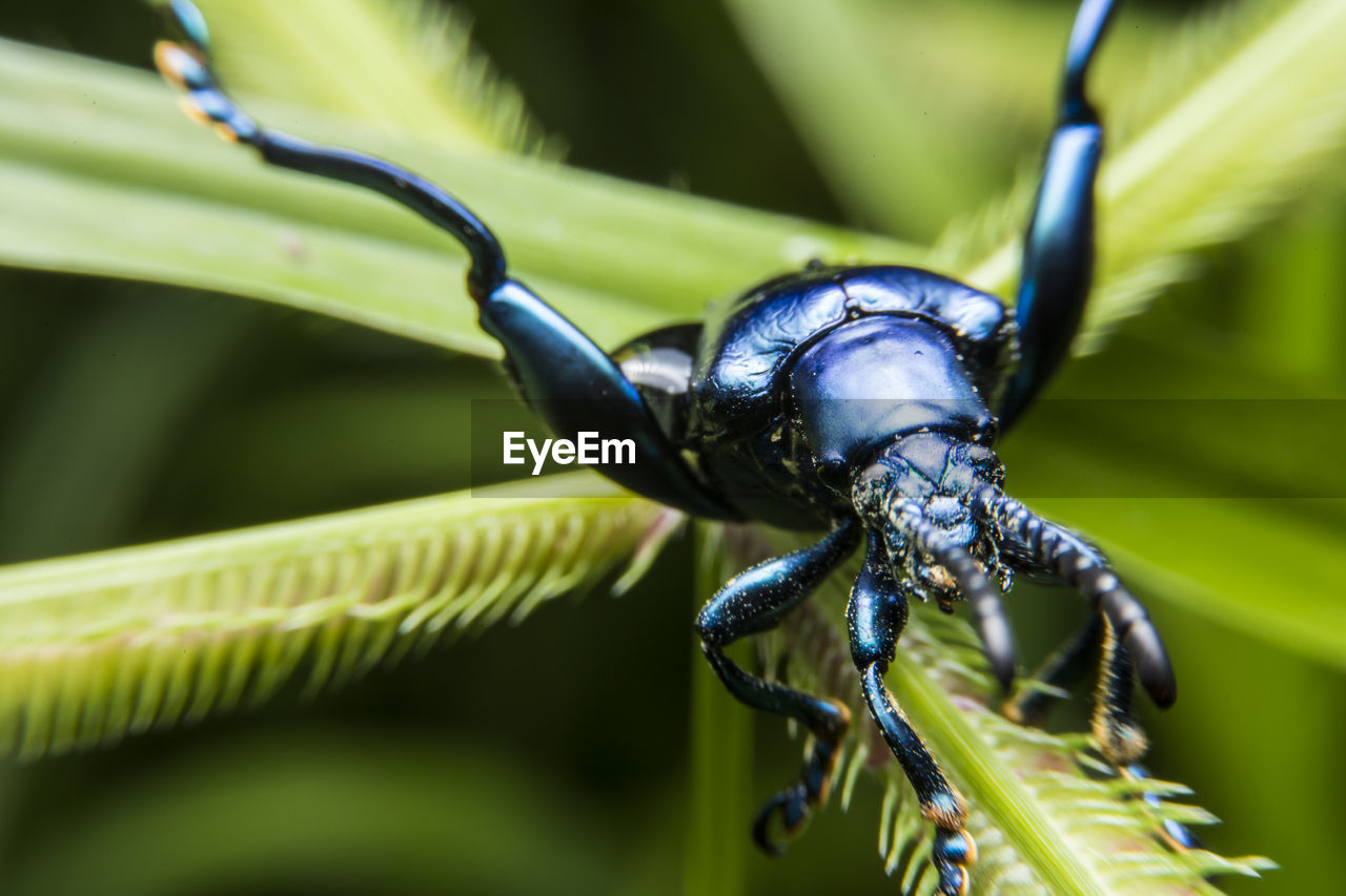 Close-up of insect on plant