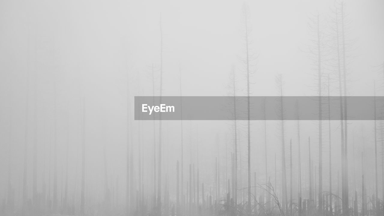fog, mist, black and white, tree, no people, nature, plant, forest, monochrome photography, monochrome, white, land, haze, beauty in nature, tranquility, backgrounds, line, copy space, environment, day, winter, outdoors, tranquil scene, woodland, cold temperature, non-urban scene, scenics - nature, growth