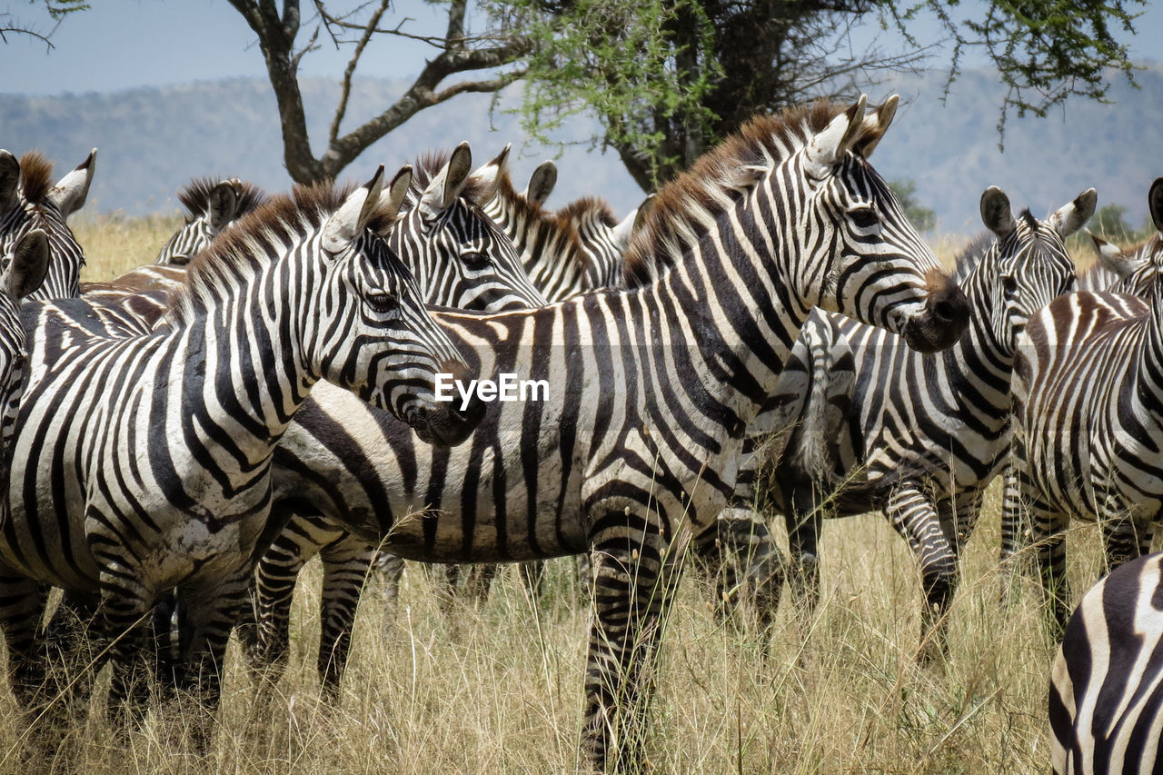 Zebras on field