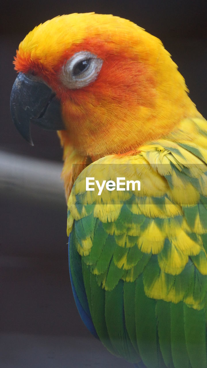 CLOSE-UP OF PARROT IN A BIRD