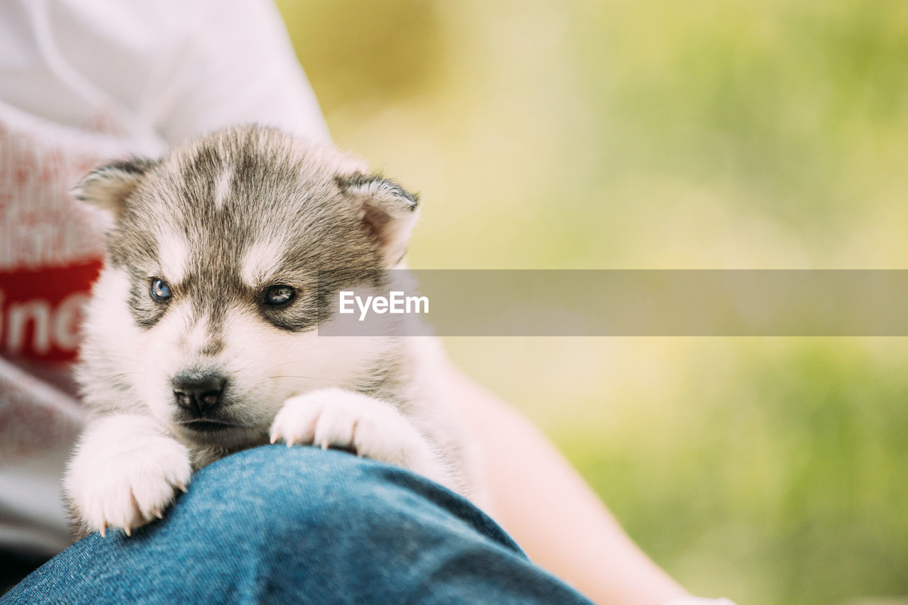 midsection of woman with dog