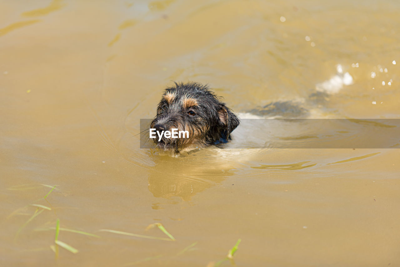 HIGH ANGLE VIEW OF DOG SWIMMING IN WATER