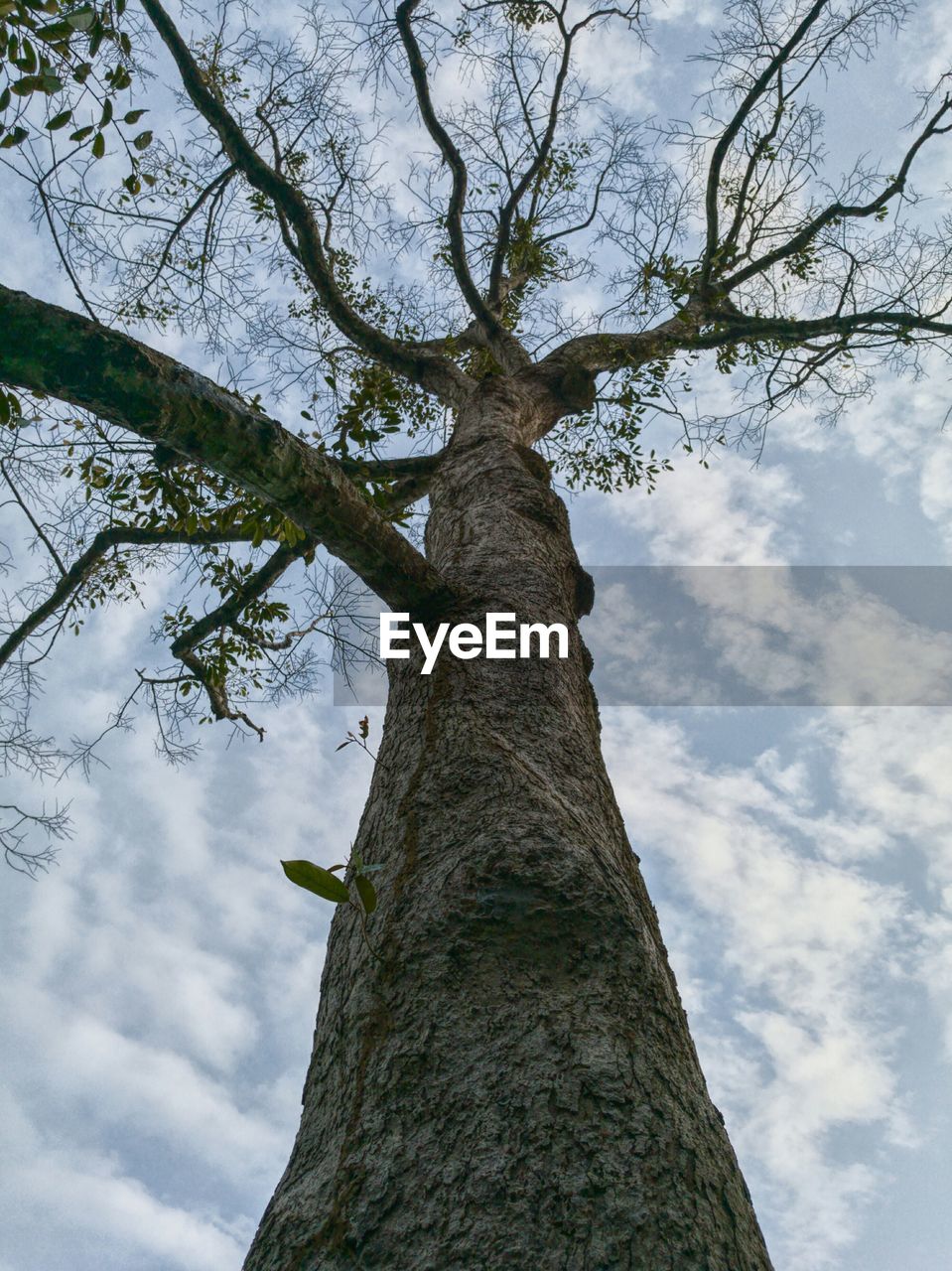 LOW ANGLE VIEW OF TREE