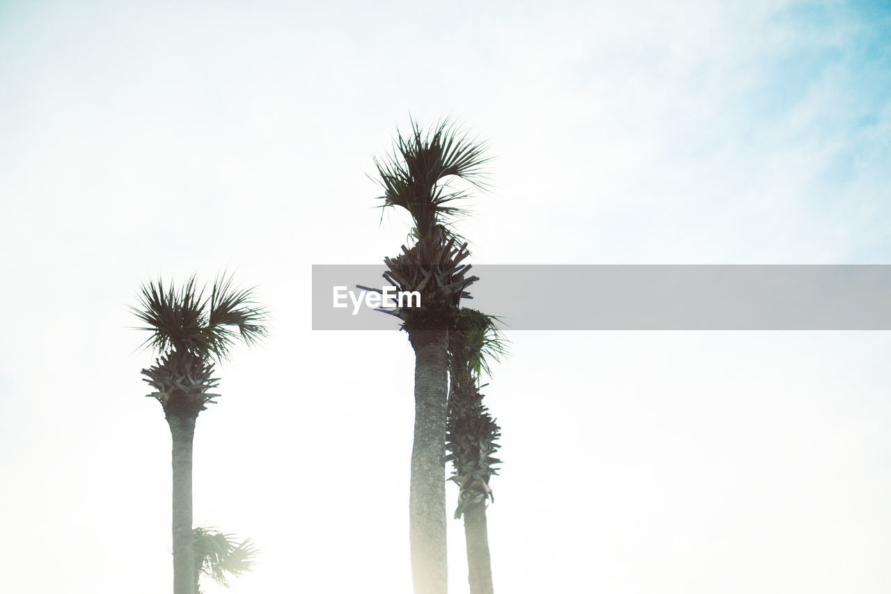 LOW ANGLE VIEW OF PALM TREE AGAINST SKY