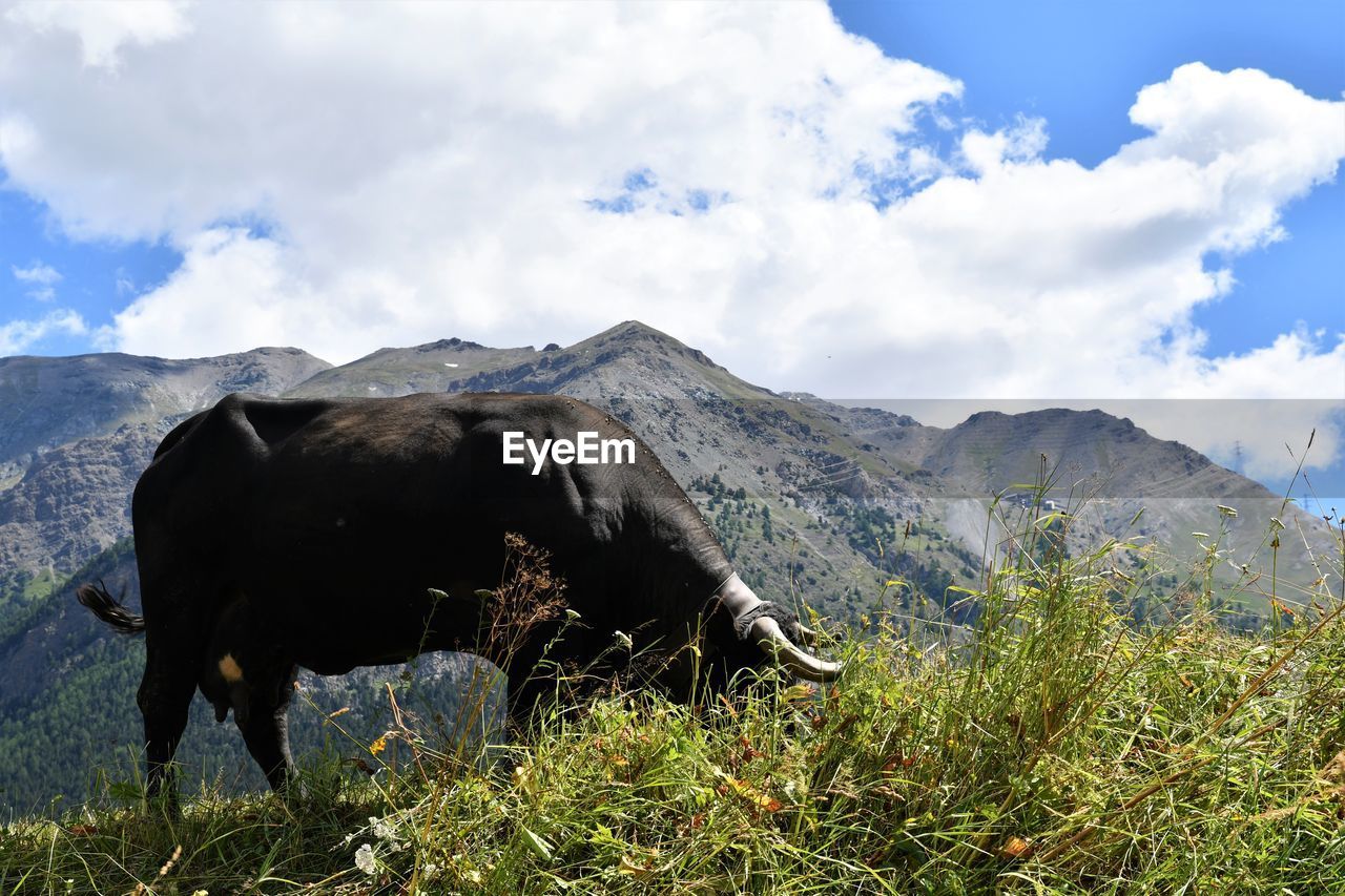 Grazing cow with mountain peaks, cogne, aosta valley 