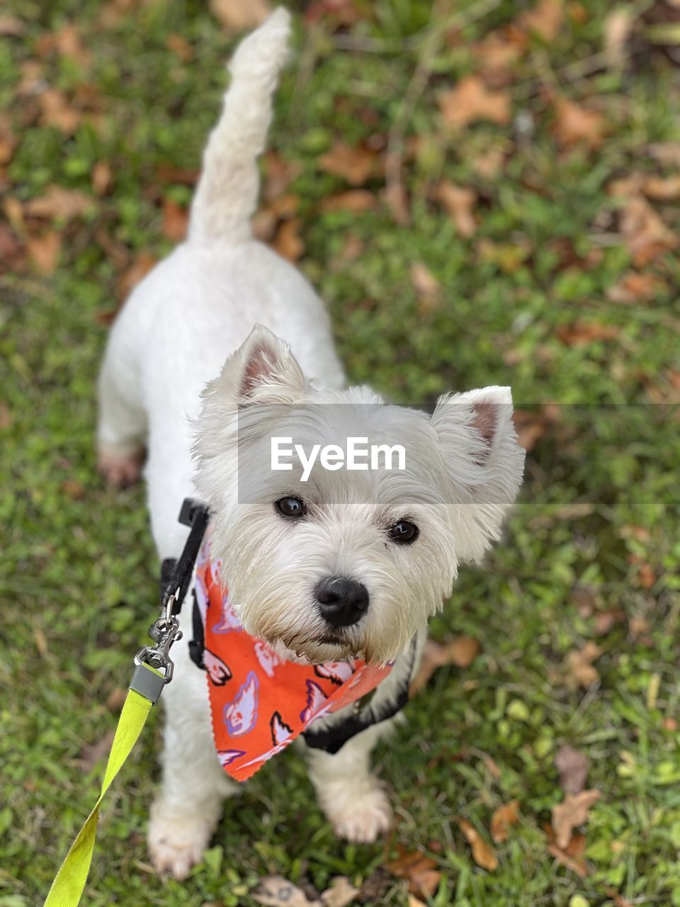 canine, dog, domestic animals, pet, animal themes, mammal, animal, one animal, west highland white terrier, terrier, portrait, cute, grass, white, looking at camera, plant, young animal, nature, carnivore, focus on foreground, leash, no people, lap dog, puppy, purebred dog, outdoors, day