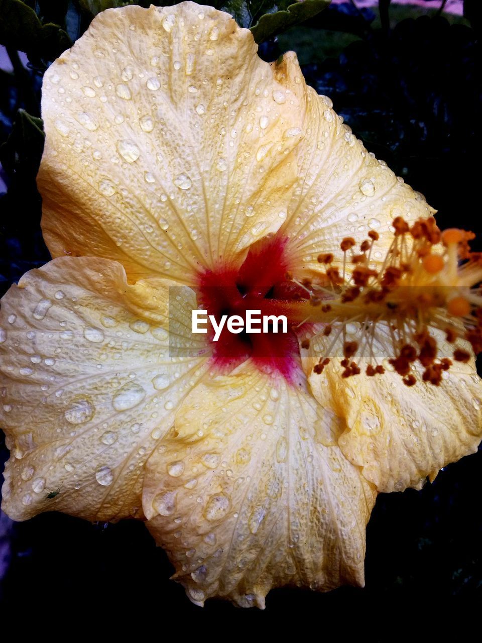 CLOSE-UP OF WATER DROPS ON HIBISCUS