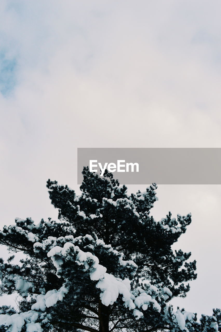 LOW ANGLE VIEW OF TREES AGAINST SKY DURING WINTER