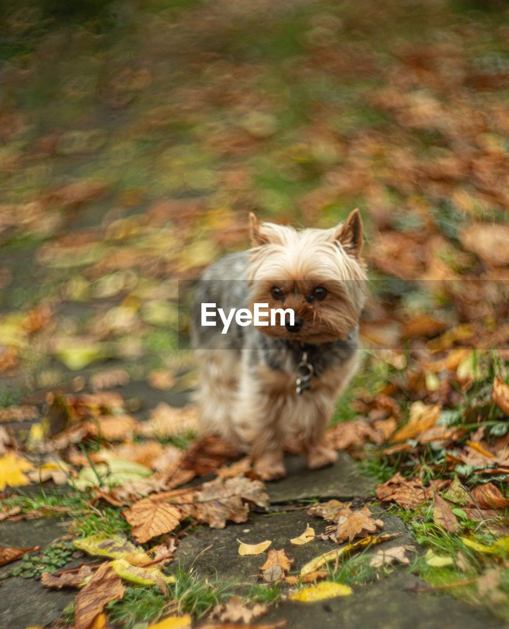 mammal, one animal, pet, animal themes, animal, domestic animals, canine, dog, autumn, leaf, plant part, lap dog, nature, portrait, yorkshire terrier, no people, terrier, cute, looking at camera, day, outdoors, land, puppy, plant