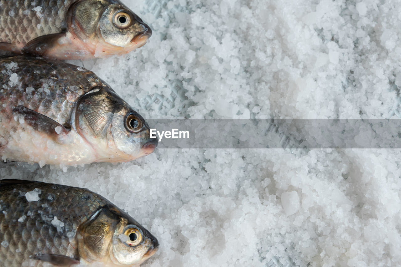 CLOSE-UP OF FISH IN FROZEN