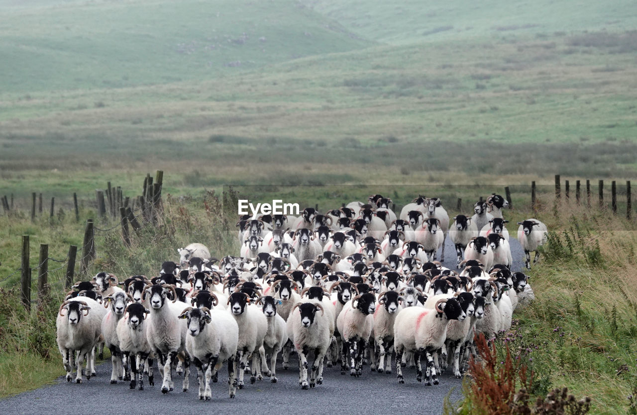 View of sheep blocking a road 