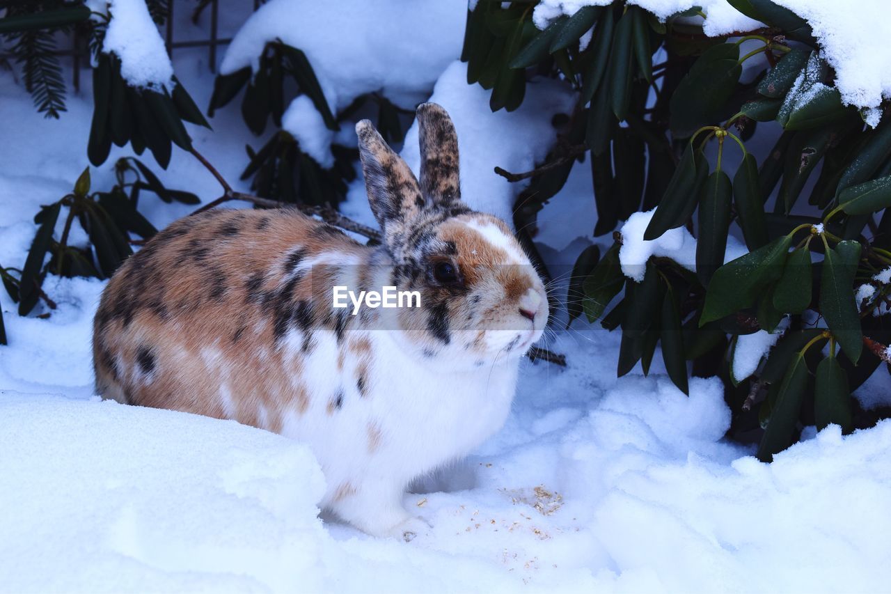 VIEW OF AN ANIMAL ON SNOWY FIELD