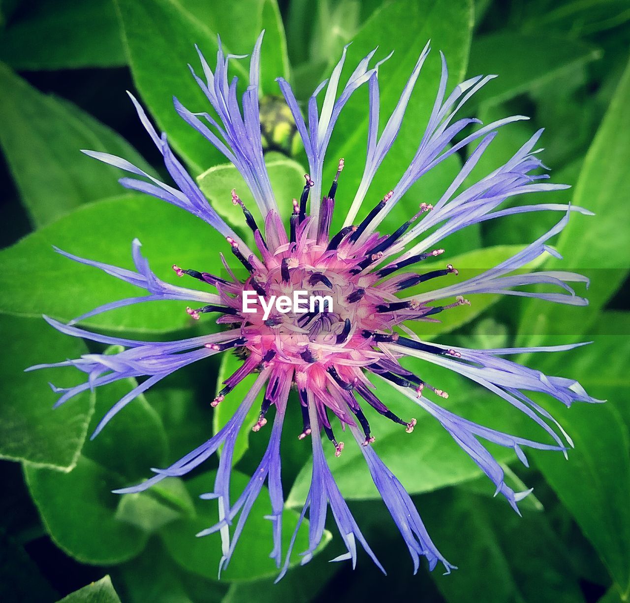 CLOSE-UP OF PURPLE FLOWERING PLANTS