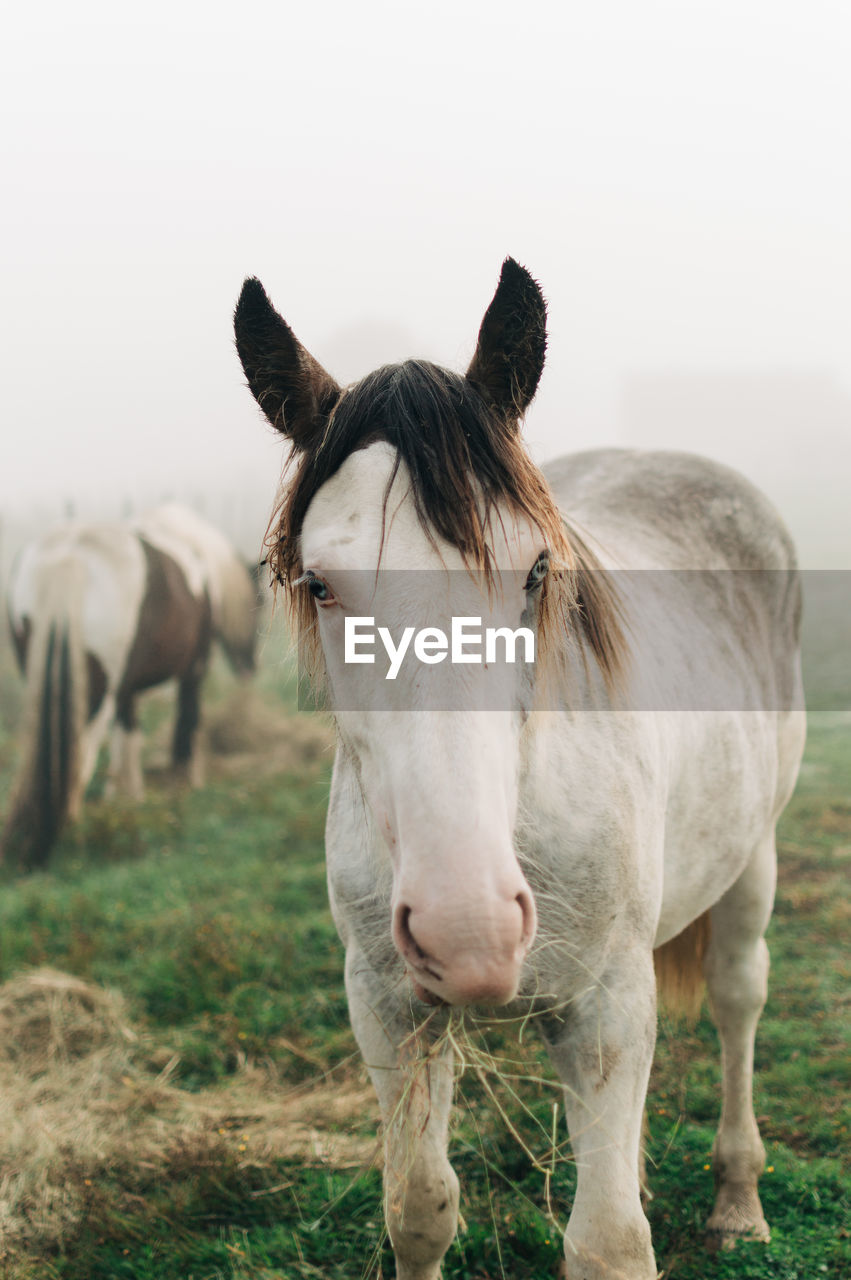 Horse standing in a field