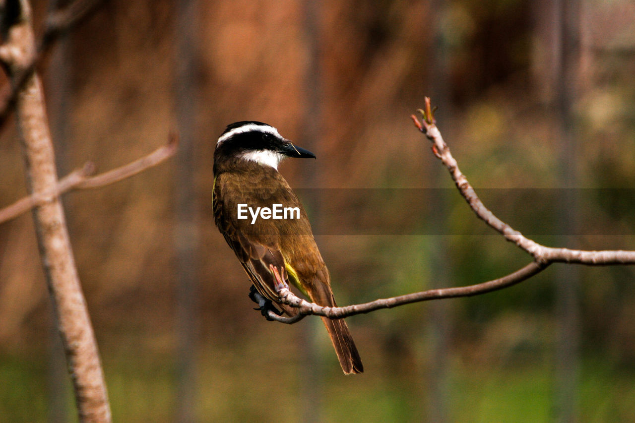 Close-up of bird perching on branch