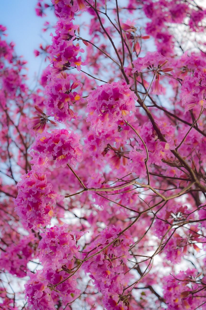 LOW ANGLE VIEW OF PINK FLOWERS ON BRANCH