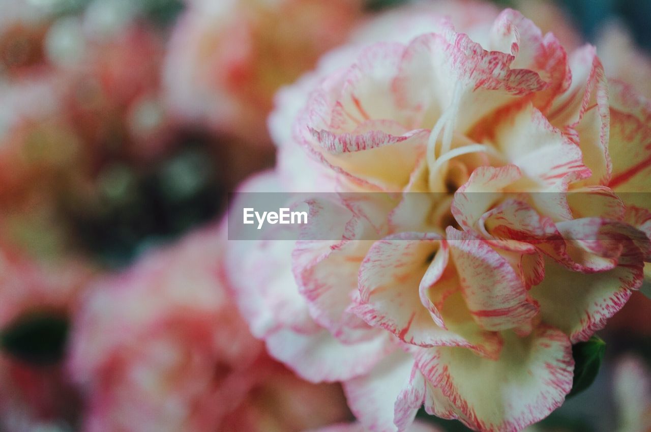 Close-up of carnation flowers