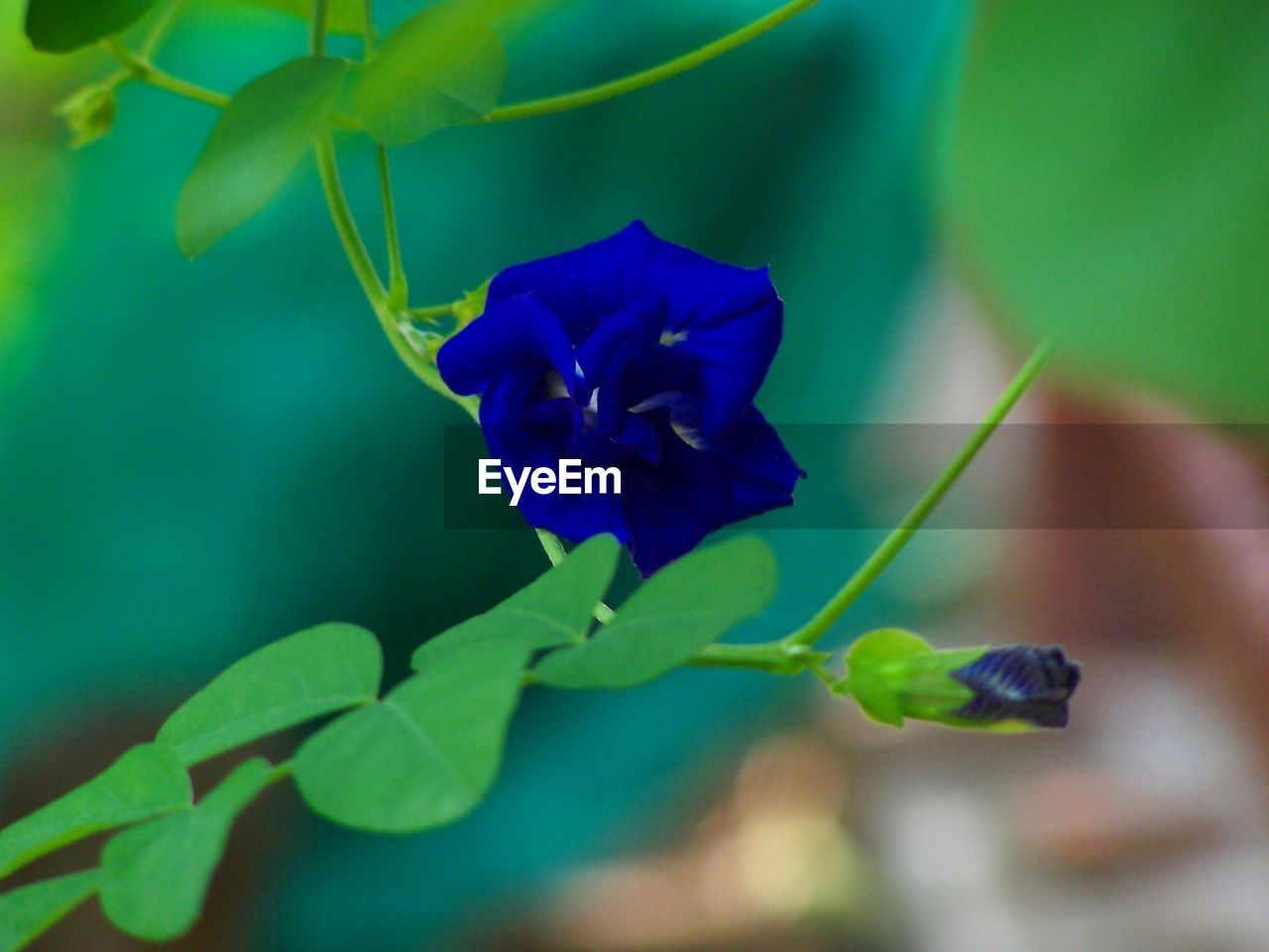 CLOSE-UP OF BLUE FLOWER