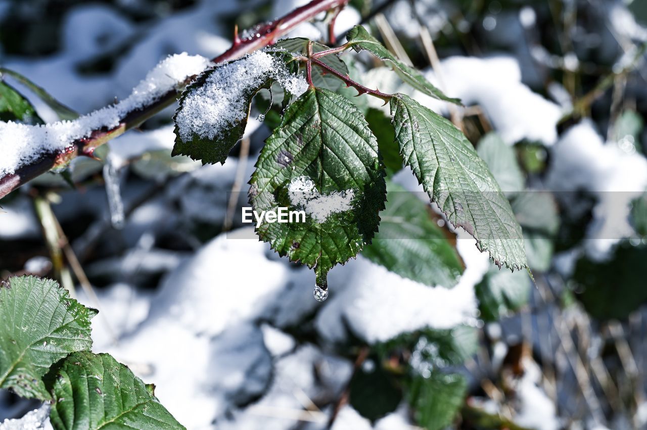 Close-up of frozen plant during winter