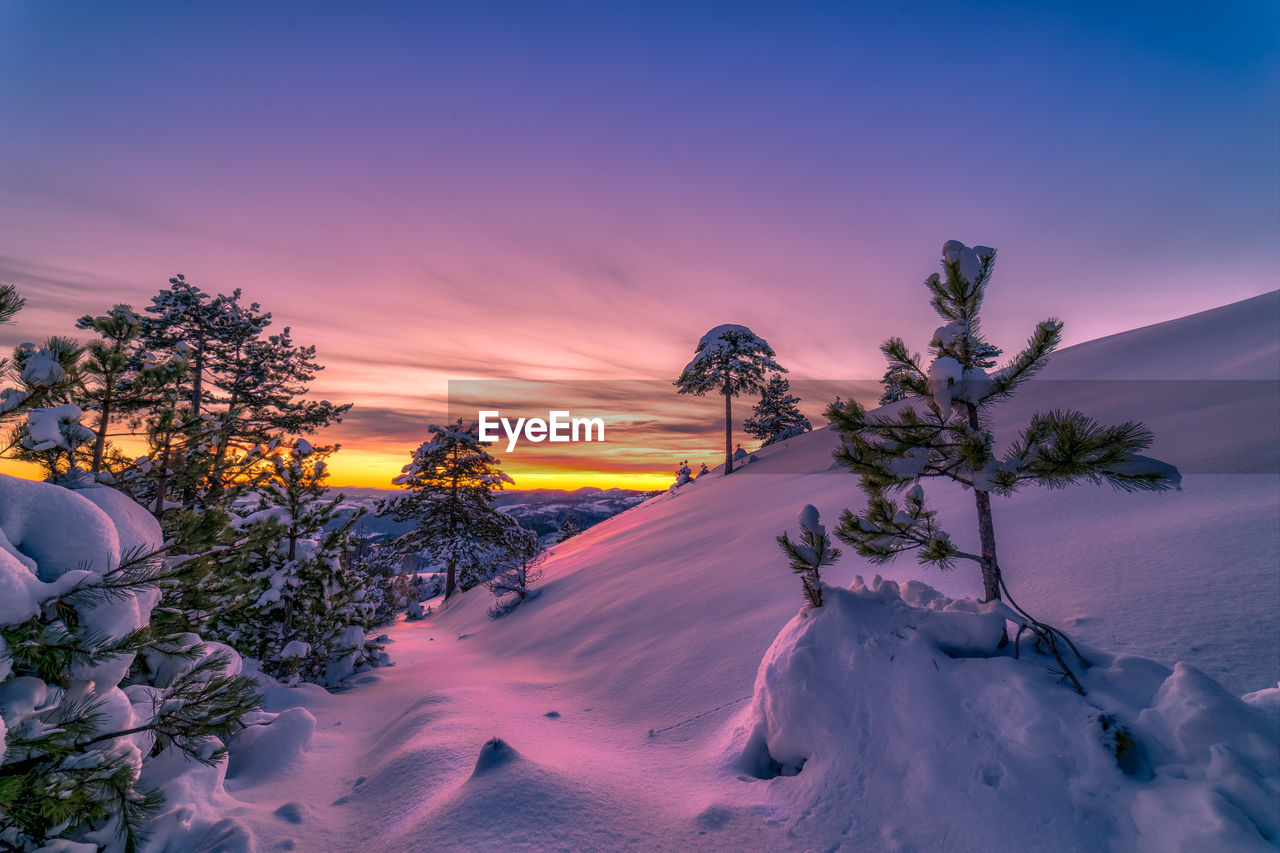 SCENIC VIEW OF SNOW COVERED TREE AGAINST SKY DURING SUNSET