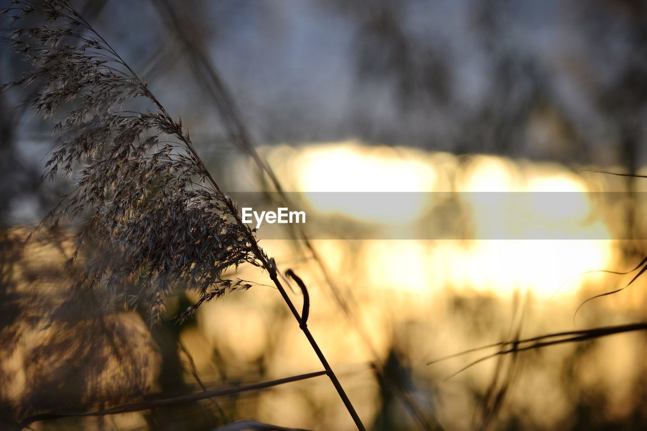 CLOSE-UP OF FRESH PLANT AGAINST SKY