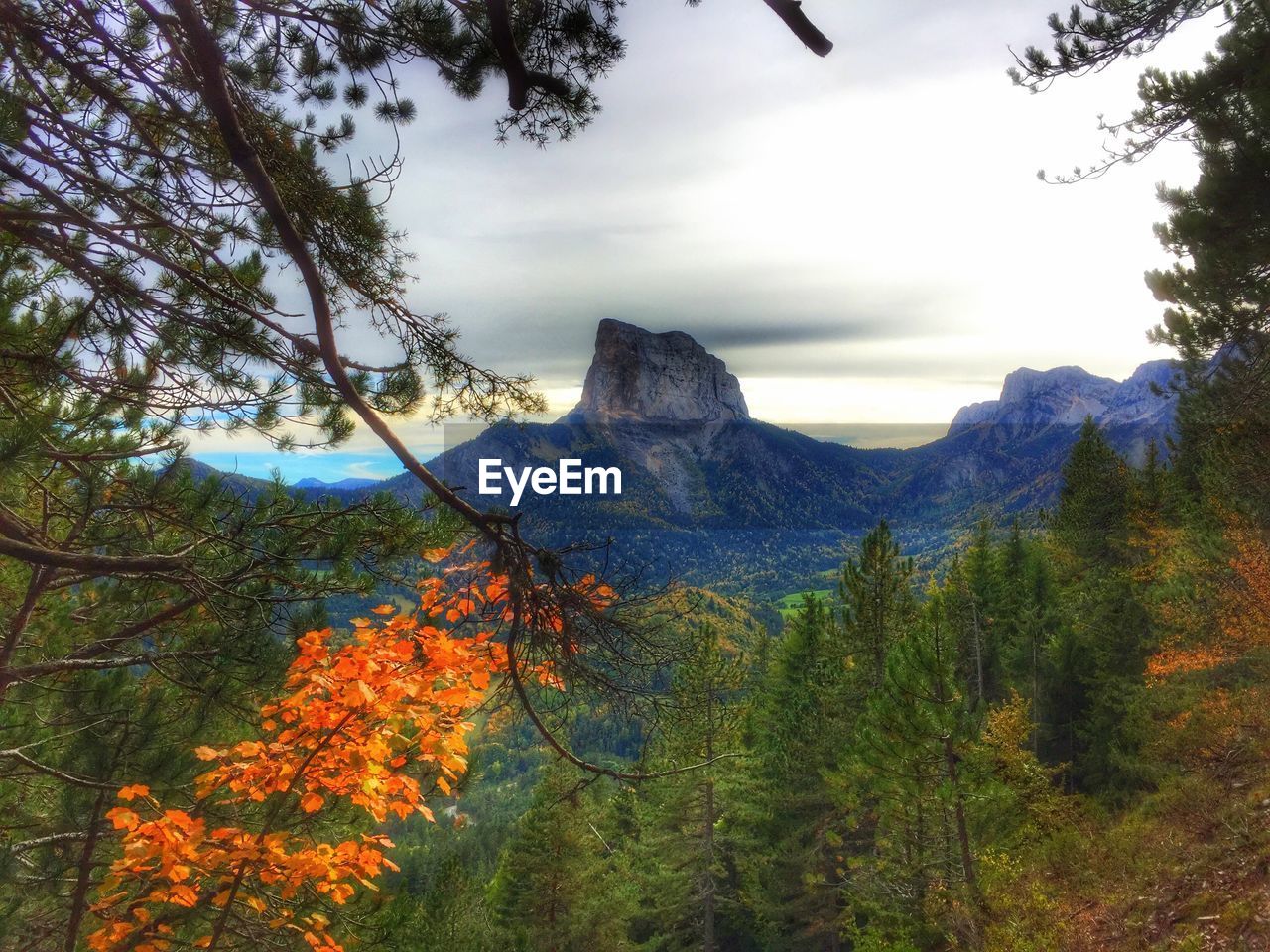 VIEW OF TREES AGAINST CLOUDY SKY