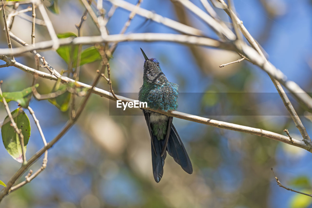 LOW ANGLE VIEW OF BIRD PERCHING ON TREE BRANCH