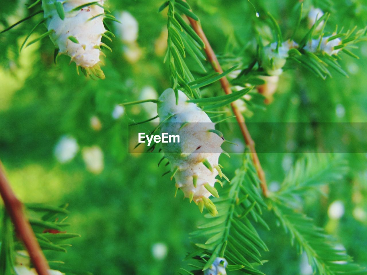 Close-up of pine cones hanging on tree