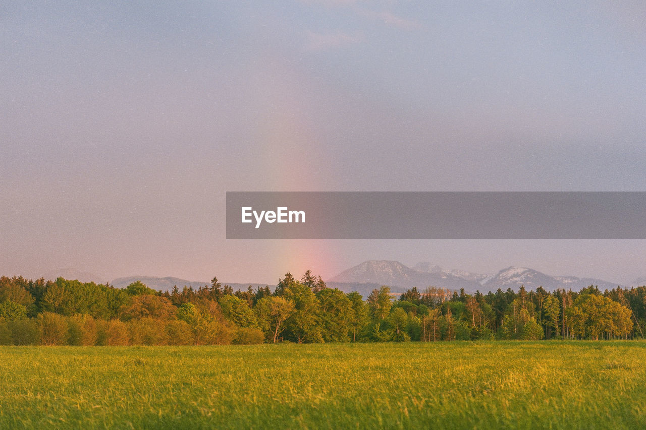 SCENIC VIEW OF FIELD AGAINST SKY DURING SUNRISE