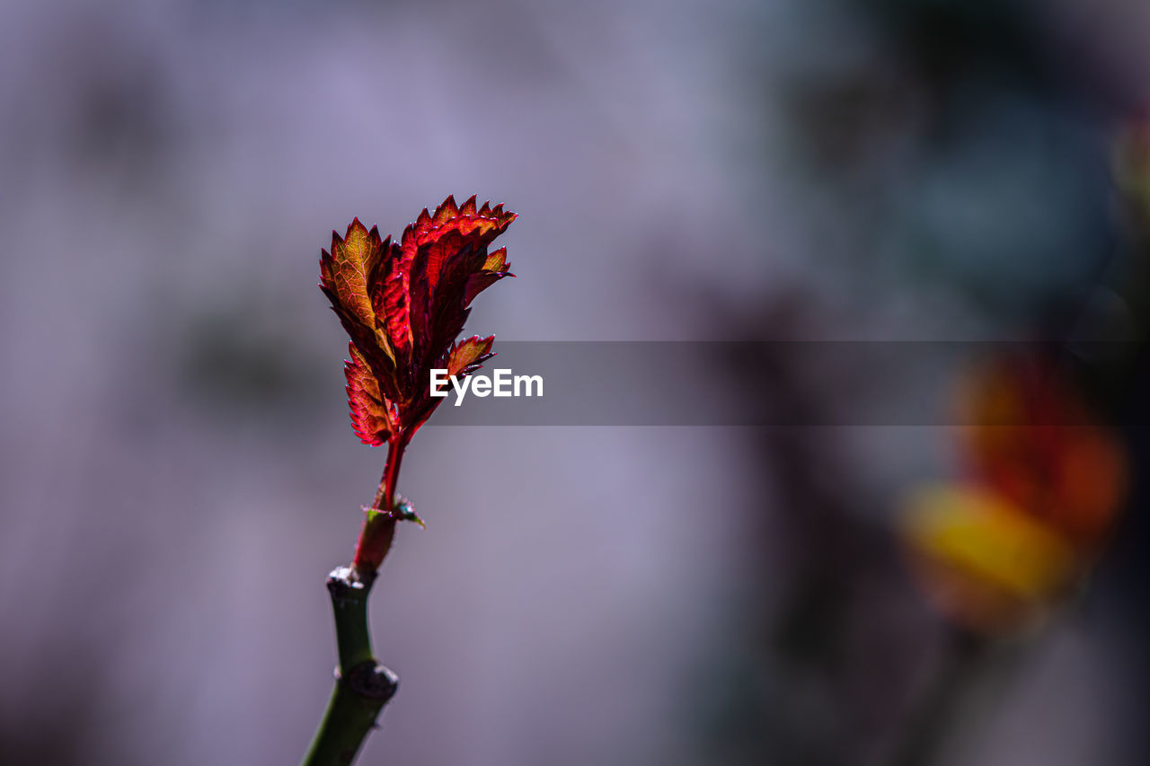 Close-up of red flowering plant