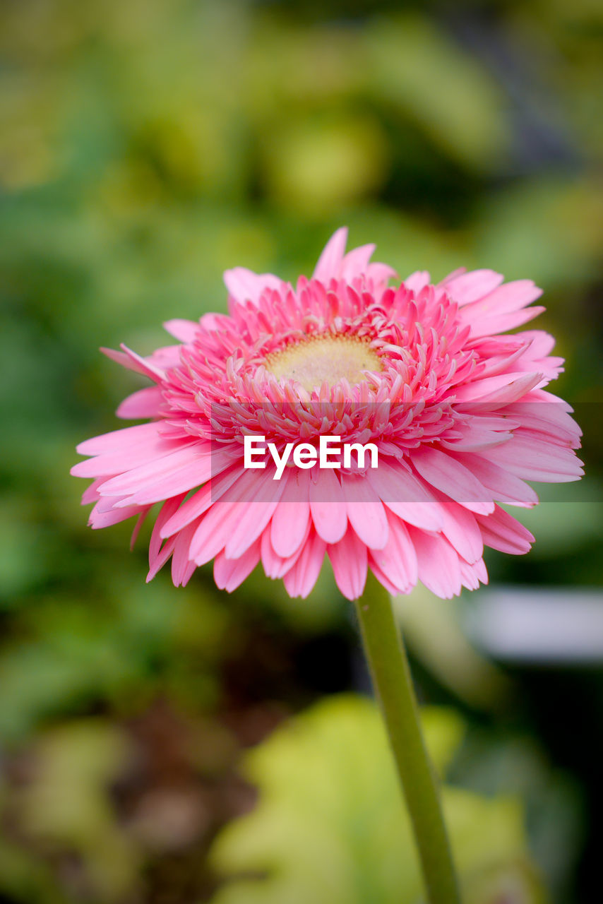 CLOSE-UP OF PINK FLOWER