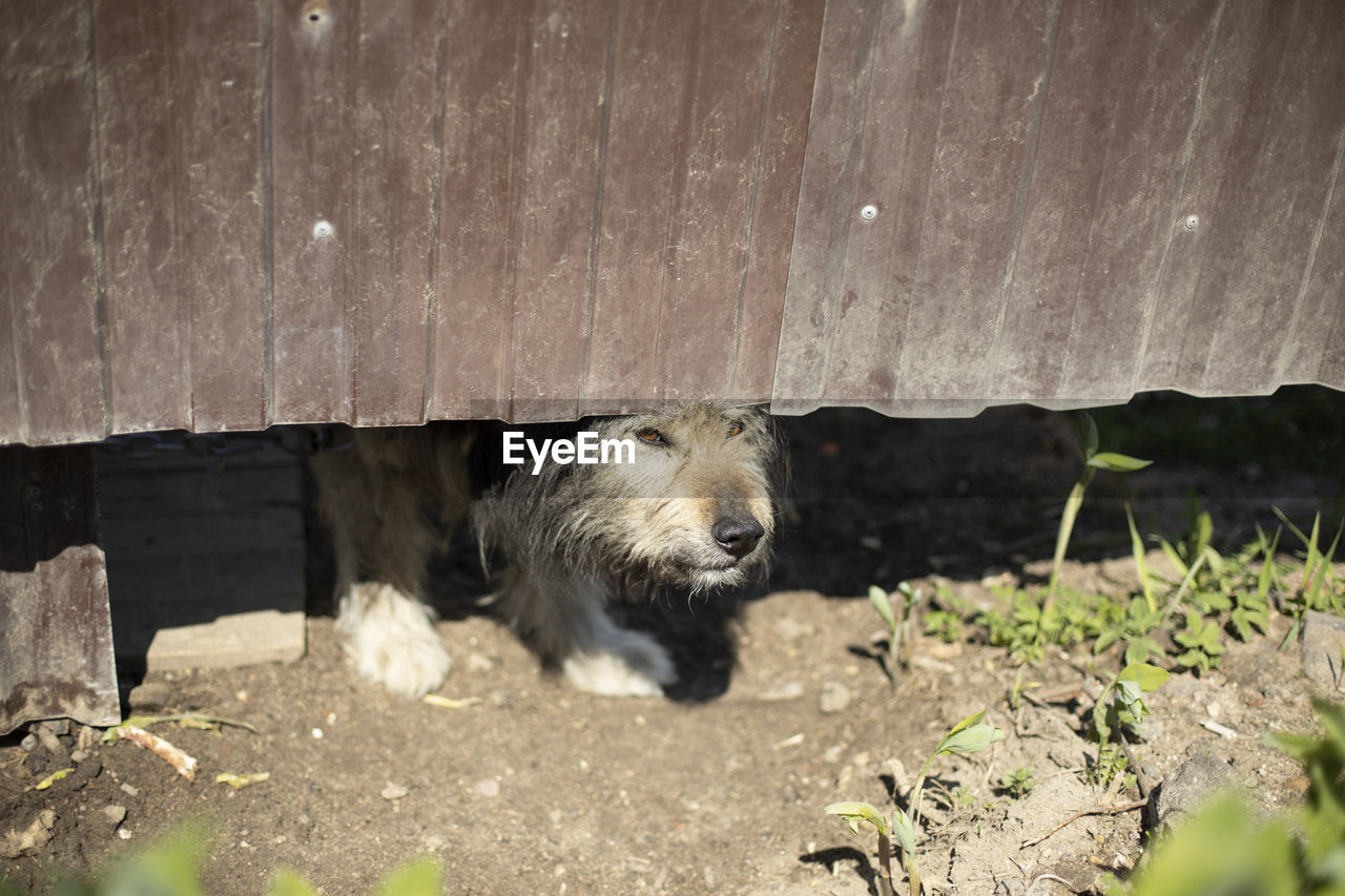 Angry dog under fence. pet guards territory of house. old dog.