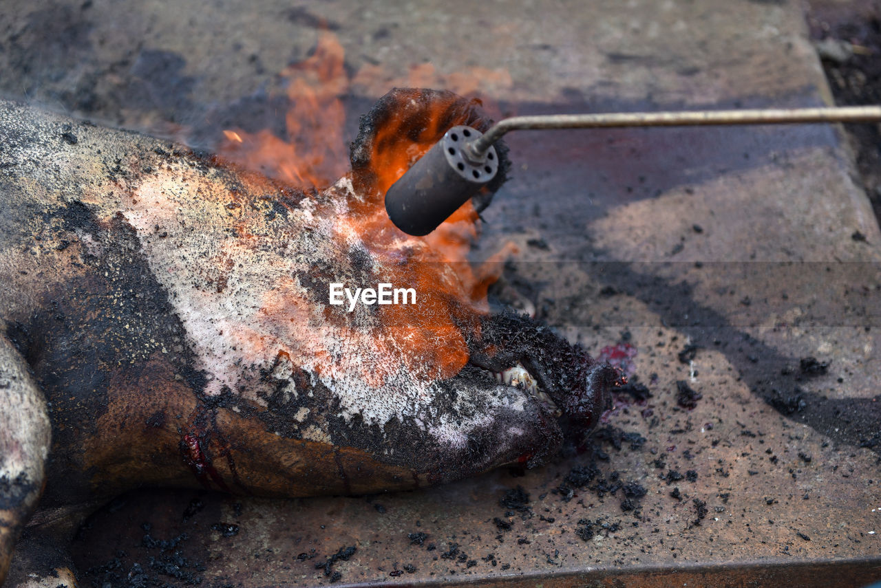 Slaughter burn the pig hair off with a gas burner before butchering