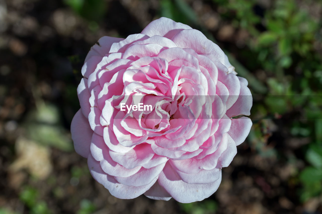 CLOSE-UP OF PINK ROSES BLOOMING OUTDOORS